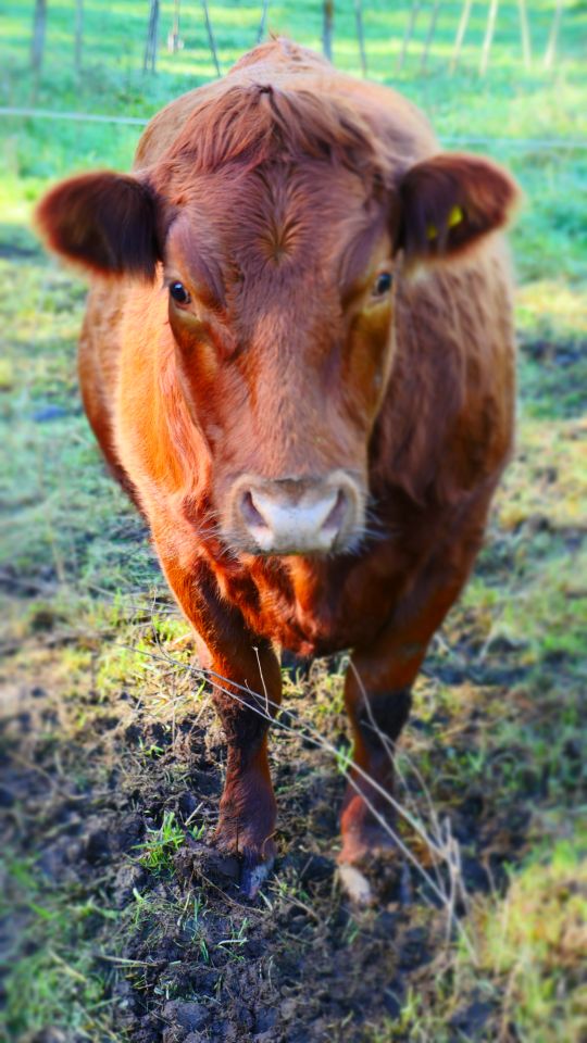 I don't want to wander so I hope our fencing is up to scratch!