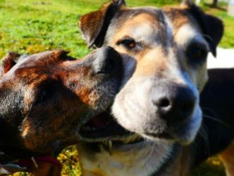 Learn more about Dog Control in the Kawerau District