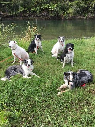 Dog Exercise Park Etiquette