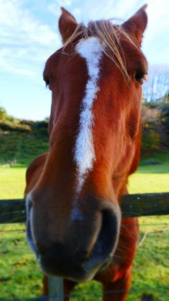 Keeping Horses